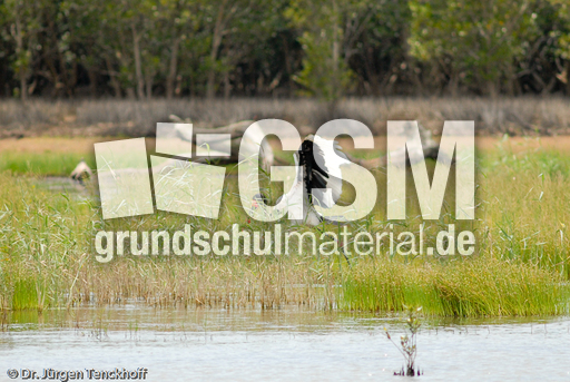 Sattelstorch (5 von 9).jpg